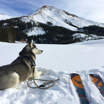 Aprés Leash