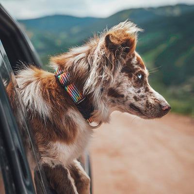 Rainbow Collar